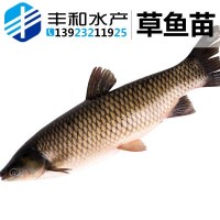 基地直銷(xiāo) 草魚(yú)苗鯇魚(yú)苗 淡水草魚(yú)苗批發(fā) 規(guī)格齊全 量大從優(yōu)
