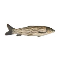 草魚(yú)苗 6-10厘米脆肉鯇 草魚(yú)水花高產(chǎn)快大淡水養(yǎng)殖魚(yú)苗批發(fā)