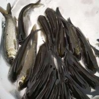 【基地直銷(xiāo)】草魚(yú)苗 鯇魚(yú)苗 長(zhǎng)江草魚(yú)苗 淡水魚(yú)苗批發(fā) 規(guī)格齊全