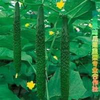 供應(yīng)原產(chǎn)地黃瓜，品質(zhì)高口感脆