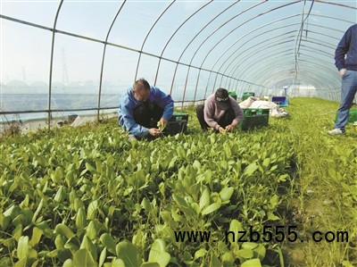 種植基地里，種植戶忙著采收蔬菜。