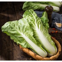 新鮮小白菜現(xiàn)摘四川當季農家蔬菜按件批發(fā)做法多樣新鮮蔬菜水果