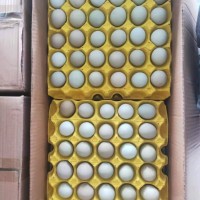 綠殼烏雞蛋，480枚/箱，凈重39-40斤，日撿日發(fā)