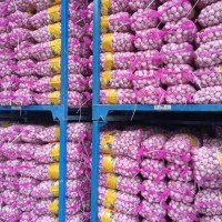 大量供應山東大蒜，干蒜，鮮蒜、市場蒜。蒜米料，出口大蒜