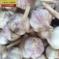 供應金鄉大蒜 大蒜出口殘次品2kg 28元 ，不影響使用，美觀度欠，