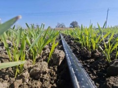 冬小麥越冬前田間管理技術(shù)