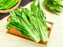 種植油麥菜的最佳時(shí)間!選對(duì)種植時(shí)間,油麥菜才能高產(chǎn)!